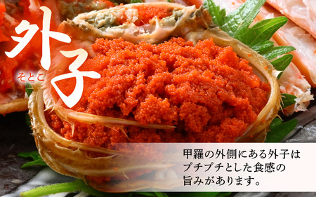 《冷凍》獲れたて!茹でたての 越前せいこがに 中 2杯 越前がに メス せいこがに　[m17-a060]