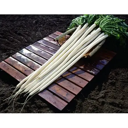 大和屋守口漬総本家　いろどり【ノイイロ3A】【1490348】