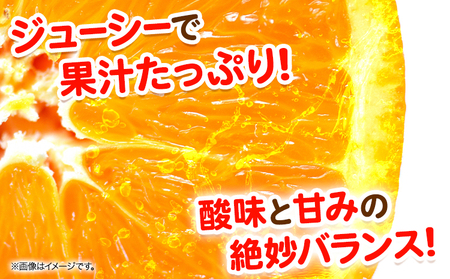  訳あり 麗紅 5kg みかん 麗紅