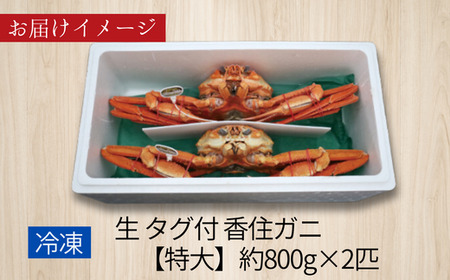 《先行予約》香住ガニ 活〆 タグ付き 特大 約800g×2匹（合計約1.6kg以上）冷凍【令和9年2月中旬以降発送予定】カニ かに 07-113
