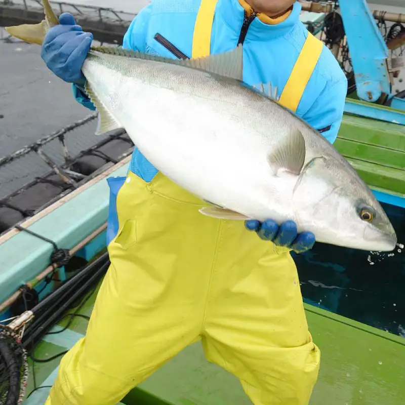 手 釣り 体験 チケット 養殖生け簀周辺で 手釣り 体験 2時間 コース こもこもShop L040-186003