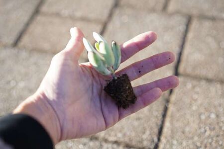 多肉植物 おまかせアソート 64苗セット_FC06