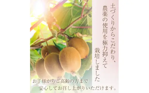 わけあり キウイ 1kg+250g（傷み補償分） 扁平果 / 和歌山 家庭用 フルーツ 果物 くだもの ※2026年11月中旬より2027年4月下旬頃順次発送予定 ※北海道・沖縄・離島配送不可 【ikd701B】