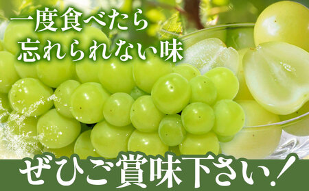 マスカットオブアレキサンドリア 1房 (750g以上) 【配送不可地域あり】