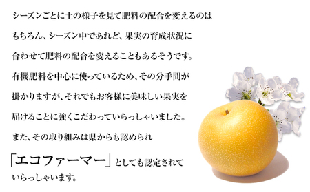 【先行予約】秋 旬 梨 期間限定 【日付指定不可】梨 『松田農園』の くまもと梨 たっぷり 約2kg 5-7玉前後《7月下旬-9月末頃出荷》  予約 受付中 熊本県玉名郡玉東町 松田農園 なし 果物 スイーツ フルーツ デザート スムージー ｜ブランド梨 人気 梨 特産品 梨 熊本県 梨 玉東町梨 大人気返礼品