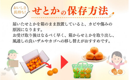 とろける食感 ジューシー柑橘 せとか 2.5kg / みかん 柑橘 オレンジ 果物 フルーツ 和歌山 ※2027年1月下旬頃〜2月上旬頃に順次発送予定 ※離島への配送不可 【uot789A】