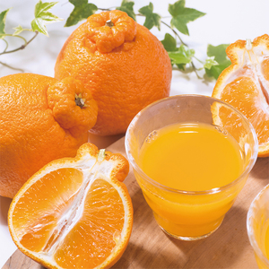 ジューシー 熊本デコポン®ストレート【195ml紙×12本入】 [h285]