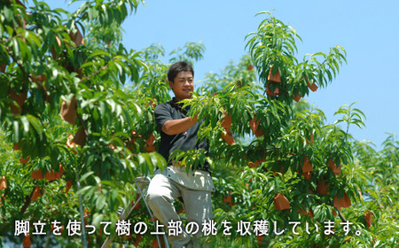 岡山県産「白桃（早生種）」約1.3kg（5～6玉）【26年7月上旬以降に順次発送】