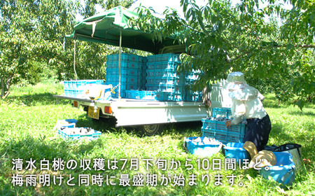 岡山県産「清水白桃」約1.3kg（5～6玉）【26年7月上旬以降に順次発送】