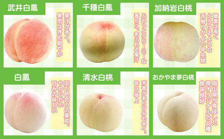 岡山白桃 6玉【配送不可地域あり】