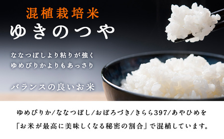 【定期便 12カ月】ゆきのつや 30kg お米 北海道米 北海道産お米 ふるさと納税米 道産米 米 こめ