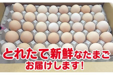 ひまわりたまご40個程度 ※破卵補償10個含  卵 鶏卵 玉子 大容量