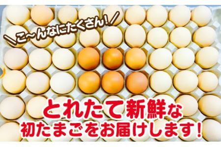 ＼２～５日以内発送／ 初たまご プレミアムひまわりたまご54個程度※破卵補償  卵 たまご 鶏卵 玉子 大容量 たまごかけご飯 たまごかけごはん 最短 濃厚