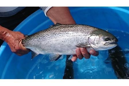 【山梨県オリジナル魚】「富士の介」丸ごと１本フィーレ　忍沢養殖場 ご当地  サーモン  ブランド魚 あら フィーレ ふじのすけ ご当地サーモン 山梨 やまなし 富士川町
