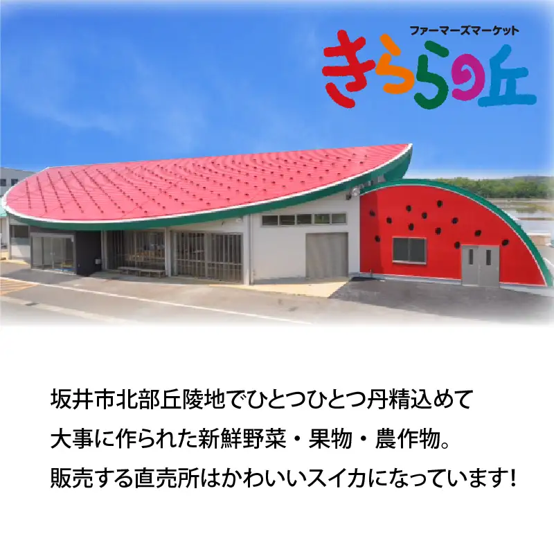 【先行予約】「福井梨」6～8玉 シャキっとした食感♪ あふれ出す果汁！【豊水梨】【2026年9月上旬～9月下旬発送予定】【梨 なし 和梨 先行予約 ナシ フルーツ 甘い みずみずしい 果実 果物 新鮮 お土産 贈り物 旬の果物】 [A-1007_09]