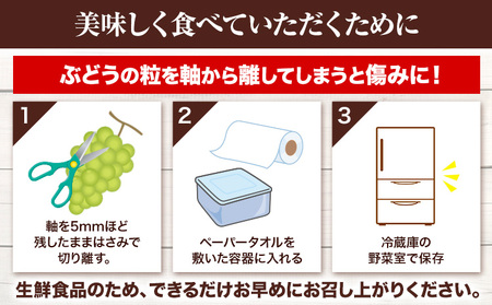 つる付きシャインマスカット 1房【配送不可地域あり】