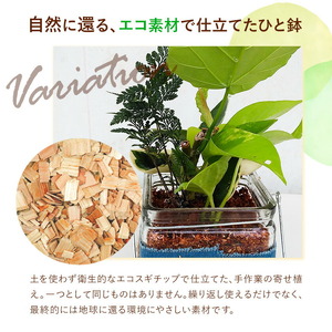 ミニグリーン 寄せ植え bring green Fleurbranch 《90日以内に出荷予定(土日祝除く)》熊本県 菊池市 観葉植物 植物 インテリア ガーデン 雑貨 エコ素材 贈物 プレゼント
