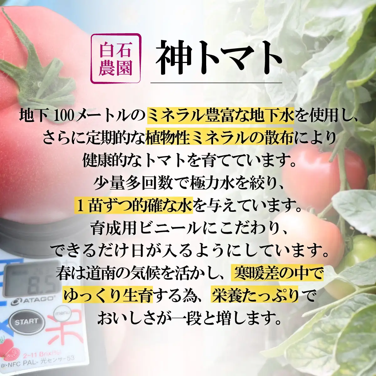 神トマト3K箱 | 「ザ！鉄腕！DASH！！」で紹介！ HOKY001