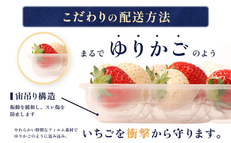 【受注後、随時発送！】【北海道産】ゆきいちご（白いちご） 2Pセット 250g×2 計500g 苺 イチゴ 白いちご 一季成りイチゴ ゆきぼたん パールホワイト 希少 高級 ギフト お取り寄せ ふるさと納税 北海道 中標津【59001】
