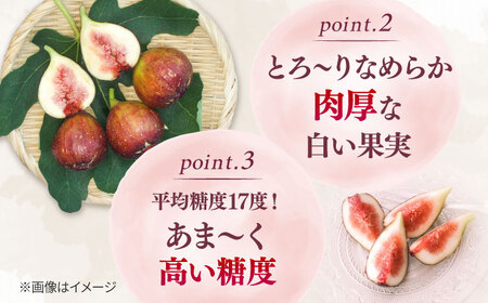 【先行受付】いちじく とよみつひめ 秀品 1.2kg [ADAY001] いちじく