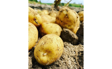 【令和8年産】かみふらのじゃがいも「男爵5kg & キタアカリ5kg」 野菜 旬の野菜 北海道産 北海道野菜 国産 国産野菜 グルメ 食材 ポテト 北海道産じゃがいも 