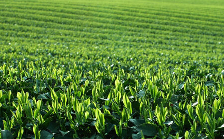 【八女茶】 ゆげ製茶の「食べる紅茶ノーラ」と八女和紅茶セット [AFAG007]