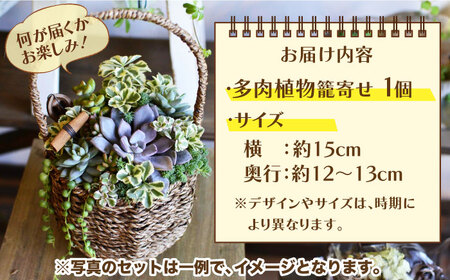多肉植物 籠寄せ / かわいい インテリア 多肉植物[AFAT002]