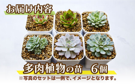 多肉植物 苗 6個セット[AFAT003]