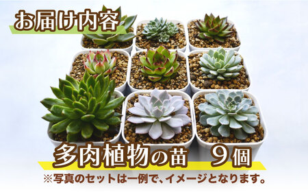 多肉植物 苗 9個セット[AFAT004]