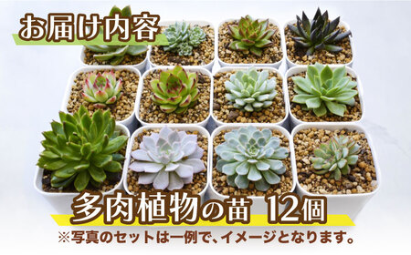 多肉植物 苗 12個セット[AFAT005]