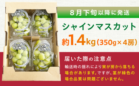 【★先行予約★ 2026年8月下旬より発送】シャインマスカット 約1.4kg / シャインマスカット しゃいんますかっと[AFAB007]