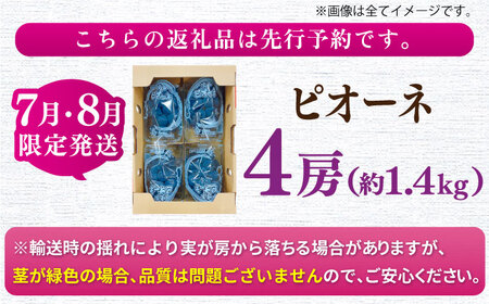 【★先行予約★ 2026年7月中旬より発送】ピオーネ 約1.4kg / ピオーネ[AFAB047]