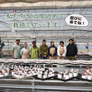 【多肉植物】寄せ植え直径12cm四角陶器鉢