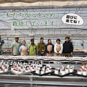 名無しエケベリア(中6個・小10個+セダム他)カット苗セット