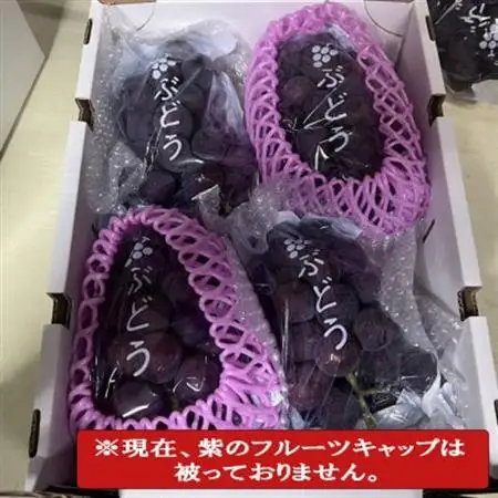 【新鮮・産直】和歌山県産たねなしピオーネ約3kg(4房～7房)(日高町)【2026年度発送分】【配送不可地域：離島・北海道・沖縄県】【1493706】