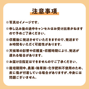 【 先行受付 】沖永良部島 の 甘くて美味しい フルーツパパイヤ 1kg（ 2～3玉 ） W051-009u 果物