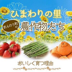 ＜先行予約！2026年6月上旬以降順次発送＞＜訳あり＞夏芽！さぬきのめざめ(約1.5kg) 香川県 国産 野菜 アスパラ 新鮮 冷蔵便 【man082-B】【Aglio nero】