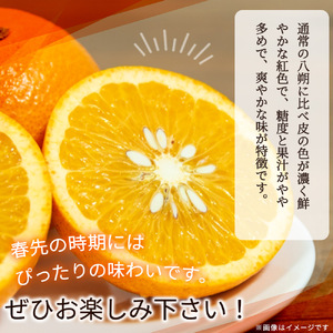 【先行予約】紀州有田産木成り完熟紅八朔８kg ※2027年2月下旬頃〜3月中旬頃に順次発送予定（お届け日指定不可）/和歌山 有田 みかん フルーツ【uot795】