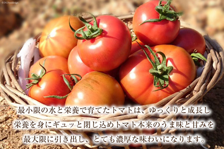 ゼリー 日向の雫 たっぷりトマトのプレミアムゼリー 130g×12個 [興農宮崎 宮崎県 日向市 452060901]