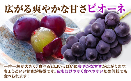 【2026年先行予約】ぶどう 黒系ぶどう 2kg ピオーネ オーロラブラック 岡山県産 3房 ~ 5房《2026年9月上旬-9月中旬頃より発送予定》ひらた農園 黒系ぶどう 送料無料 岡山県 浅口市 ぶどう フルーツ 果物 贈り物 ギフト 国産 くだもの 果物 青果物 食べ比べ セット