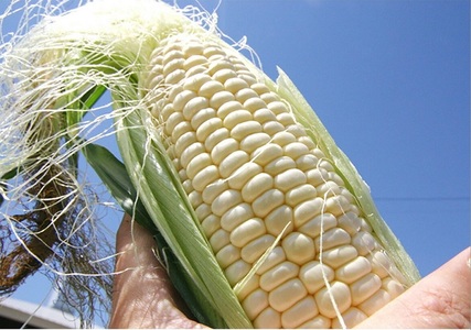 訳あり 北海道 とうもろこし 2種類 合計11～12本 食べ比べセット 雪の妖精（ホワイトコーン）2～9本、あゆみ（歩味、バイカラー）2～9本 期間限定 数量限定 トウモロコシ