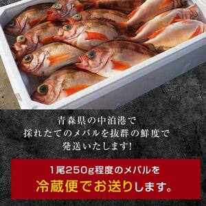小泊港水揚げ 津軽海峡メバル 姿6尾 ※下処理済み 【卓立水産】 F6N-027