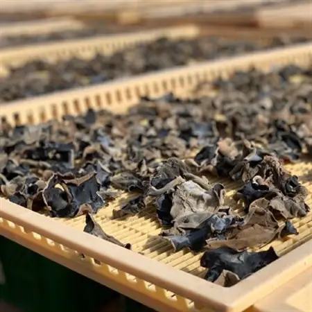 【静岡県産】乾燥きくらげ　100g×2袋　計200g_惣菜・加工品   _【1391854】