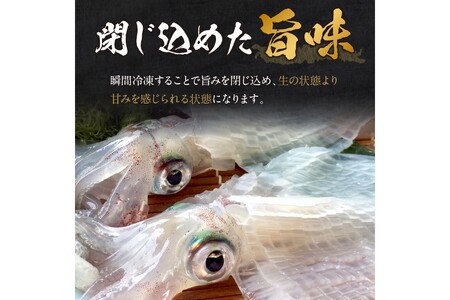 【先行予約】京丹後産『海の京都』の逸品！！　活白イカ姿造り（クリスタル白いか）中大サイズ 2杯（250g前後）（2026年6月上旬～発送）