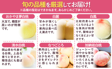 贈答用 桃  2.4kg ハレノフルーツ（犬塚農園）【配送不可地域あり】