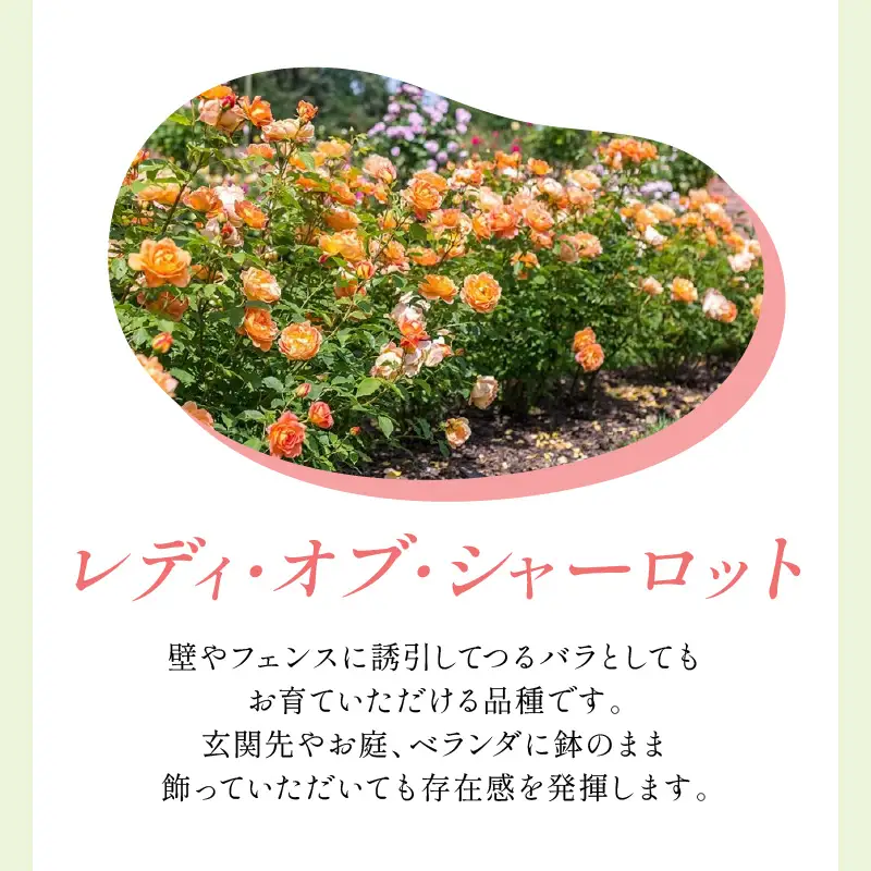 【イングリッシュローズ】デビッド・オースチン レディ・オブ・シャーロット 15L鉢苗【025D-007】