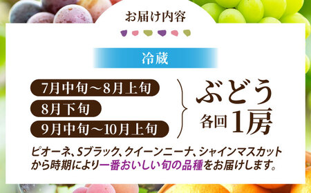 【先行予約】【6回定期便】品種おまかせ みかん・ぶどう 定期便【合同会社 社方園】[ZBZ025]