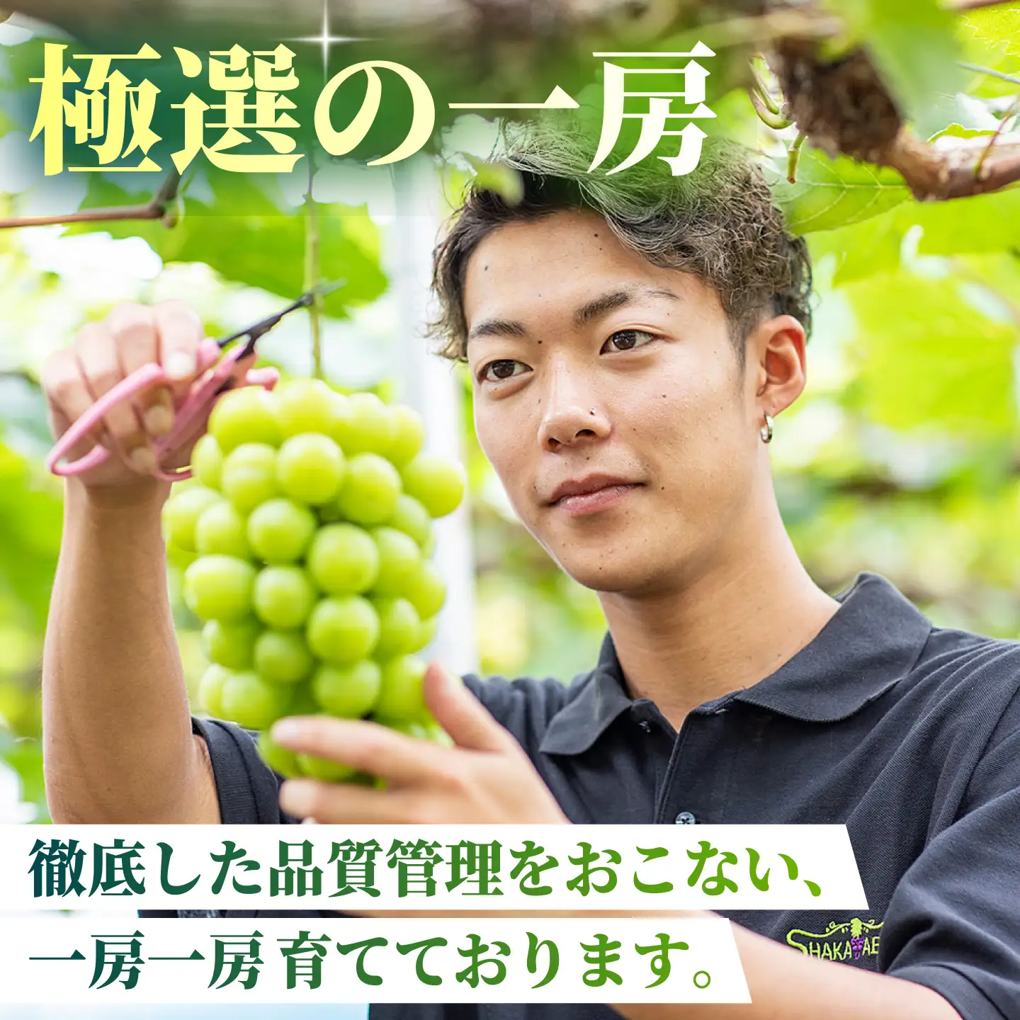 【先行予約】【訳あり】 シャインマスカット 約700g(1～2房)  マスカットフルーツ 果物 ぶどう【合同会社 社方園】[ZBZ027]