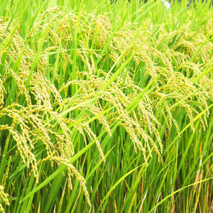 令和7年産 早炊 玄米  きぬむすめ 5kg×2袋 岡山県産　お米 米 コメ 国内産 