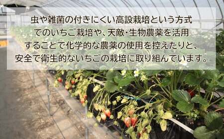 【先行予約】鳥取県産 いちご　約150g×6パック【イチゴ 苺 フルーツ 果物 6パック かおりの かおり野 ベリーすず はるひ おまかせ お楽しみ 減農薬栽培 季節限定 先行予約】